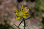 Florida false sunflower